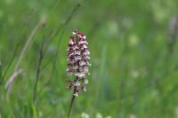Orchis purpurea