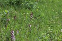 Orchis purpurea
