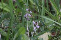 Polygala calcarea