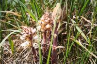 Orobanche amethystea