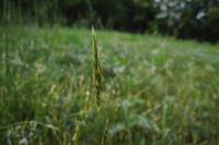 Anthoxanthum odoratum