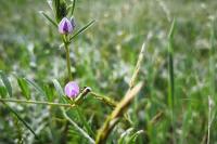 Vicia segetalis