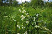 Platanthera chlorantha