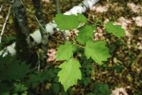 Torminalis glaberrima