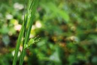 Carex depauperata