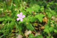 Geranium robertianum