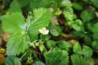 Fragaria vesca