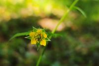 Geum urbanum