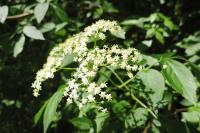 Sambucus nigra
