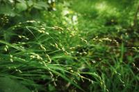 Melica uniflora