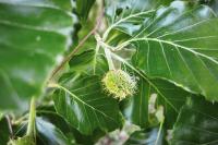 Fagus sylvatica