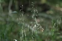 Milium effusum
