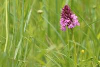 Anacamptis pyramidalis
