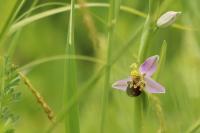 Ophrys apifera