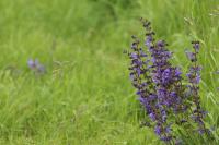 Salvia pratensis