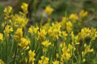 Genista sagittalis