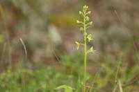 Platanthera chlorantha