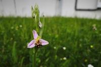 Ophrys apifera