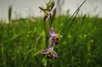 Ophrys apifera
