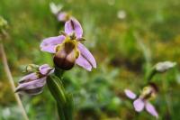 Ophrys apifera