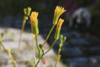 Crepis pulchra
