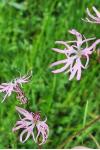 Lychnis flos-cuculi