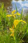 Iris pseudacorus