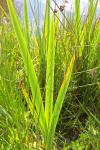 Iris pseudacorus