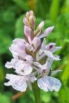 Dactylorhiza maculata