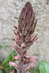 Orobanche hederae