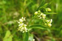 Vincetoxicum hirundinaria