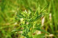 Lithospermum officinale