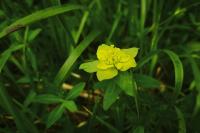 Euphorbia verrucosa