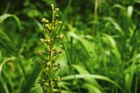 Neottia ovata