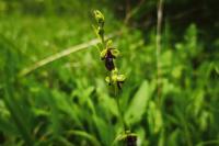 Ophrys insectifera