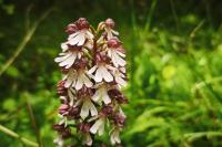 Orchis purpurea