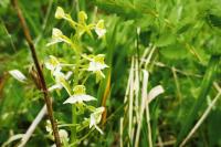 Platanthera chlorantha