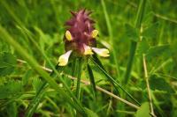 Melampyrum cristatum