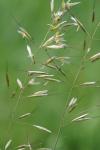 Avenula pubescens