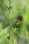 Medicago sativa