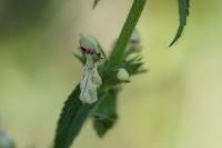 Stachys recta