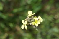 Coincya monensis