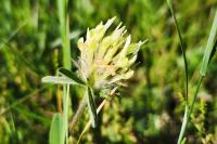 Trifolium ochroleucon