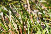 Littorella uniflora
