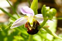 Ophrys apifera