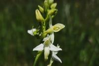 Platanthera bifolia