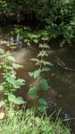 Urtica dioica