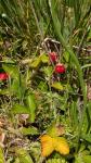 Fragaria vesca