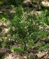 Melampyrum pratense