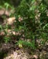 Melampyrum pratense